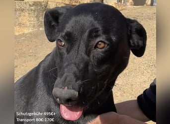 Rico sucht ein ruhiges Zuhause