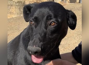 Rico sucht ein ruhiges Zuhause