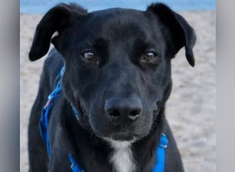 Valentino V45 ist ein sensibler Rohdiamant