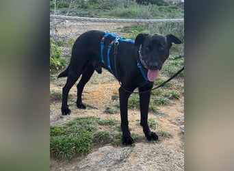 Valentino V45 ist ein sensibler Rohdiamant