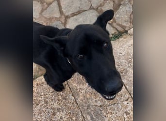 Valentino V45 ist ein sensibler Rohdiamant