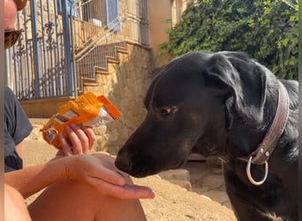 Valentino V45 ist ein sensibler Rohdiamant