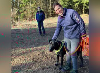Nicki - treuer Beschützer und Begleiter - Tierhilfe Franken e.V.
