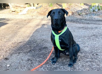 Nicki - treuer Beschützer und Begleiter - Tierhilfe Franken e.V.