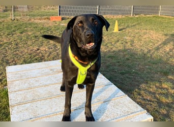 Nicki - treuer Beschützer und Begleiter - Tierhilfe Franken e.V.