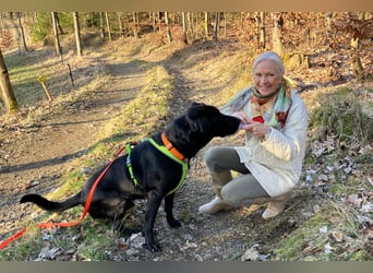Nicki - treuer Beschützer und Begleiter - Tierhilfe Franken e.V.