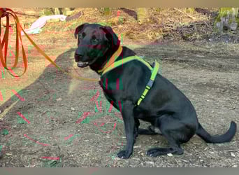 Nicki - treuer Beschützer und Begleiter - Tierhilfe Franken e.V.