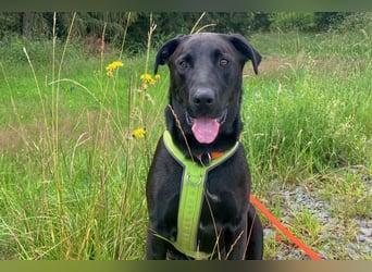 Nicki - treuer Beschützer und Begleiter - Tierhilfe Franken e.V.
