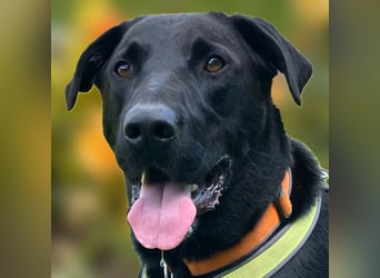 Nicki - treuer Beschützer und Begleiter - Tierhilfe Franken e.V.