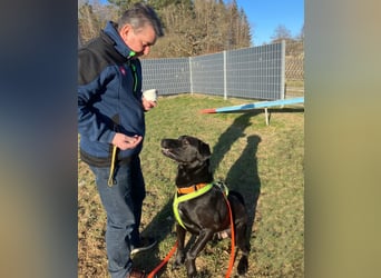 Nicki - treuer Beschützer und Begleiter - Tierhilfe Franken e.V.