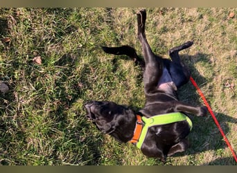 Nicki - treuer Beschützer und Begleiter - Tierhilfe Franken e.V.