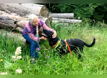 Nicki - treuer Beschützer und Begleiter - Tierhilfe Franken e.V.