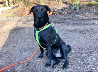 Nicki - treuer Beschützer und Begleiter - Tierhilfe Franken e.V.