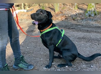 Nicki - treuer Beschützer und Begleiter - Tierhilfe Franken e.V.