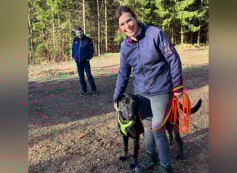 Nicki - treuer Beschützer und Begleiter - Tierhilfe Franken e.V.