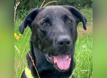 Nicki - treuer Beschützer und Begleiter - Tierhilfe Franken e.V.