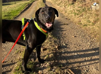 Nicki - treuer Beschützer und Begleiter - Tierhilfe Franken e.V.