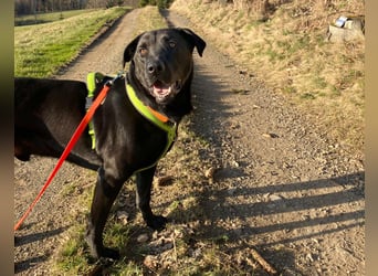 Nicki - treuer Beschützer und Begleiter - Tierhilfe Franken e.V.