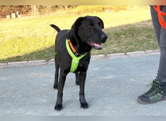 Nicki - treuer Beschützer und Begleiter - Tierhilfe Franken e.V.