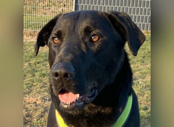 Nicki - treuer Beschützer und Begleiter - Tierhilfe Franken e.V.