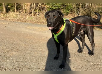 Nicki - treuer Beschützer und Begleiter - Tierhilfe Franken e.V.