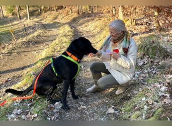 Nicki - treuer Beschützer und Begleiter - Tierhilfe Franken e.V.