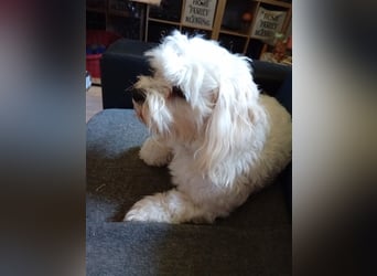 Bounty, Malteser, Rüde, geb. 04.05.2021, ca. 26 cm