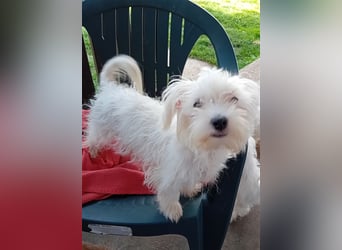 Betty, Malteser, Hündin, geb. 24.11.2023, ca. 26 cm