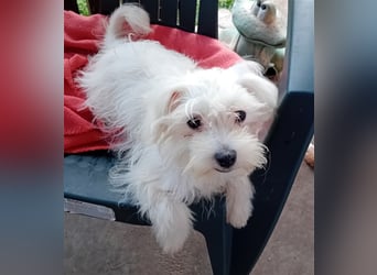 Betty, Malteser, Hündin, geb. 24.11.2023, ca. 26 cm