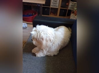 Bounty, Malteser, Rüde, geb. 04.05.2021, ca. 26 cm