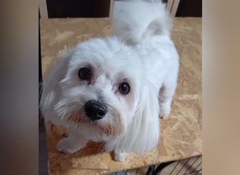 Billy, Malteser, Rüde, geb. 24.11.2023, ca. 26 cm