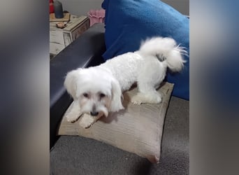 Billy, Malteser, Rüde, geb. 24.11.2023, ca. 26 cm
