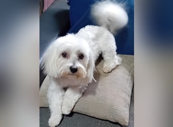 Billy, Malteser, Rüde, geb. 24.11.2023, ca. 26 cm