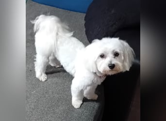 Billy, Malteser, Rüde, geb. 24.11.2023, ca. 26 cm