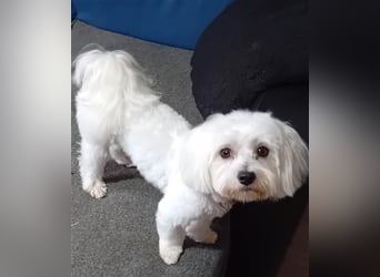 Billy, Malteser, Rüde, geb. 24.11.2023, ca. 26 cm