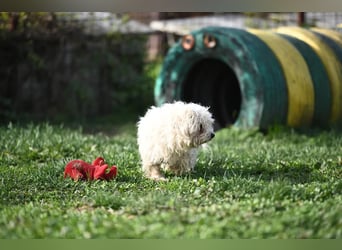 Leo - Malteser sucht sein Zuhause
