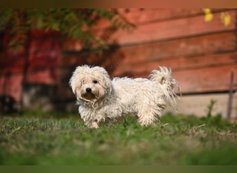 Leo - Malteser sucht sein Zuhause