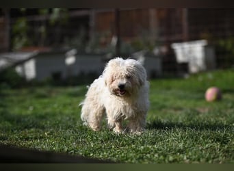 Leo - Malteser sucht sein Zuhause