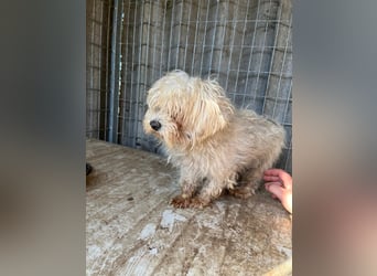 Plastik- PP - Sanfter Malteser-Rüde sucht liebevolles Zuhause