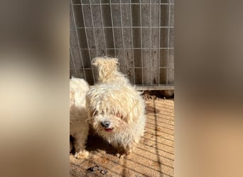 Plastik- PP - Sanfter Malteser-Rüde sucht liebevolles Zuhause