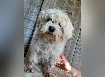 Plastik- PP - Sanfter Malteser-Rüde sucht liebevolles Zuhause