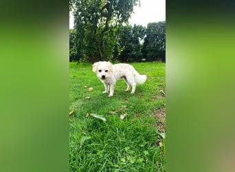 Finn