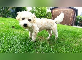 Finn