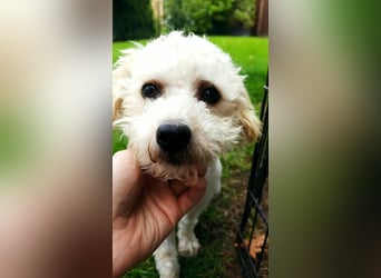 Finn