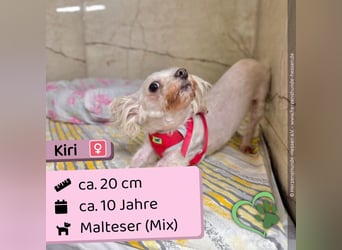 Kiri
