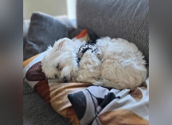 Darti - ist traumatisiert