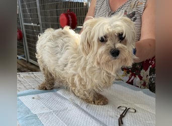 Tina2 PP– kleine weiße Wuschelhündin sucht warmen Platz