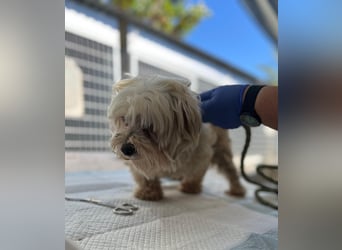 Tina2 PP– kleine weiße Wuschelhündin sucht warmen Platz