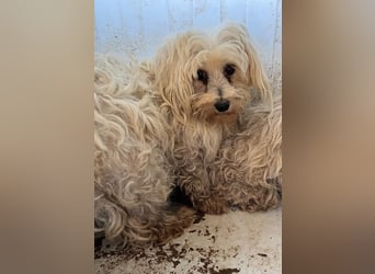 Daisy, kleines Malteser Mädchen geb. 2020