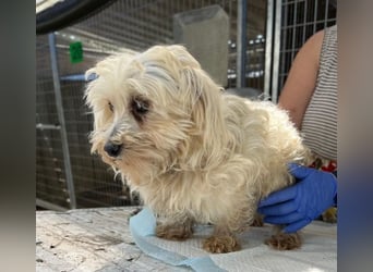 Daisy, kleines Malteser Mädchen geb. 2020